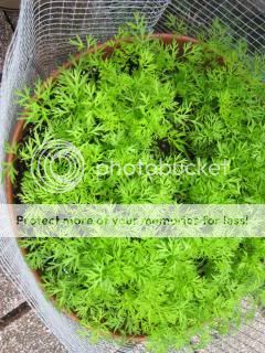 Carrots 06/06/14