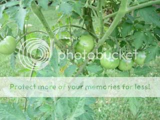 Tomatoes 06/06/14