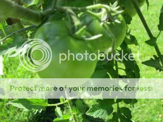 Tomatoes 06/14/14