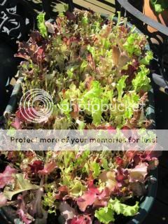 Spring Crisp Lettuce 06/14/14
