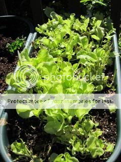 Lettuce 06/14/14