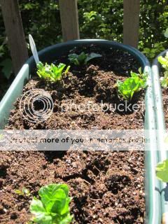 Spinach 06/14/14