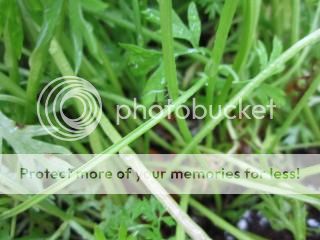 Carrots 08/01/14