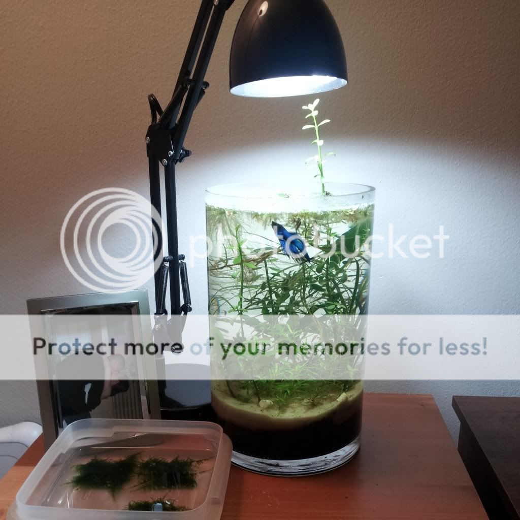 My Betta Jar Page 3 The Planted Tank Forum