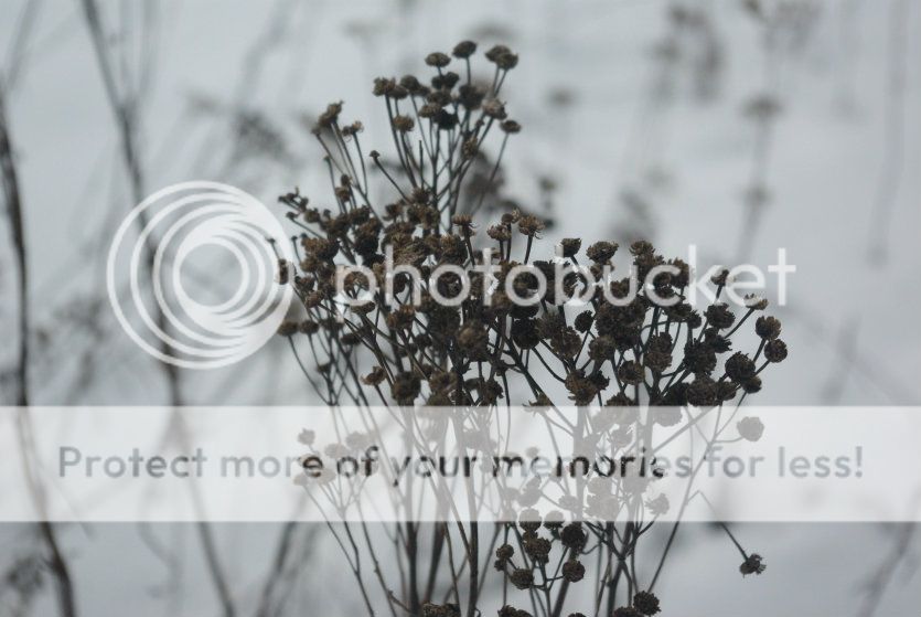  photo --006_zpscf92e704.jpg