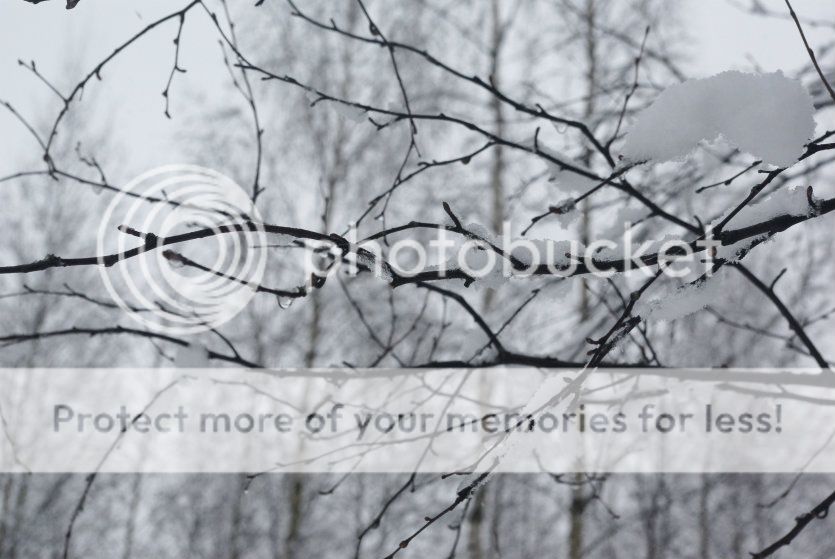  photo -001_zpsd07cf64e.jpg