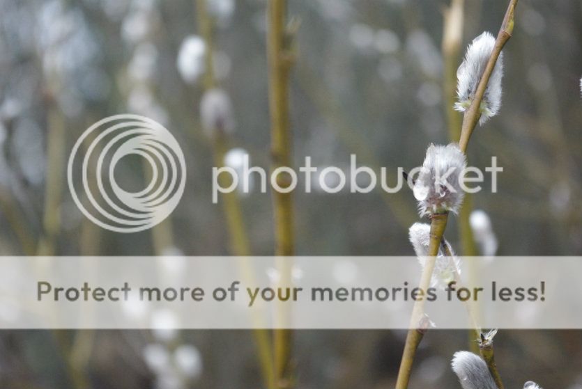  photo 004_zps792f811d.jpg