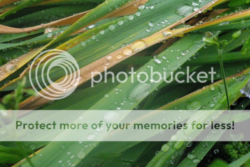  photo 005_zps1b0e3cea.jpg