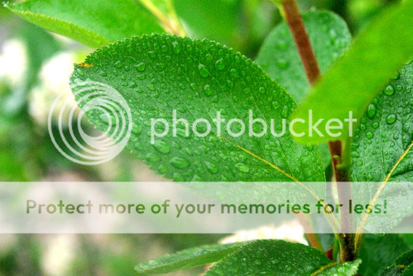  photo 005_zpsfbf84e76.jpg