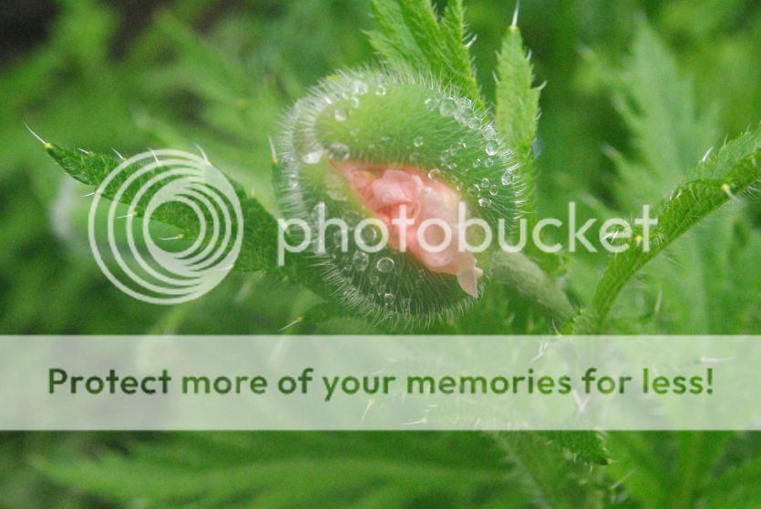  photo 007_zpsb7d8c513.jpg