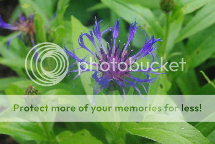  photo 008_zpsefa656bf.jpg