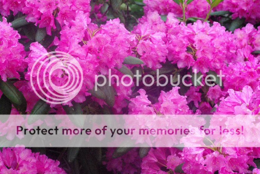  photo 011_zpsa8fd3fa4.jpg