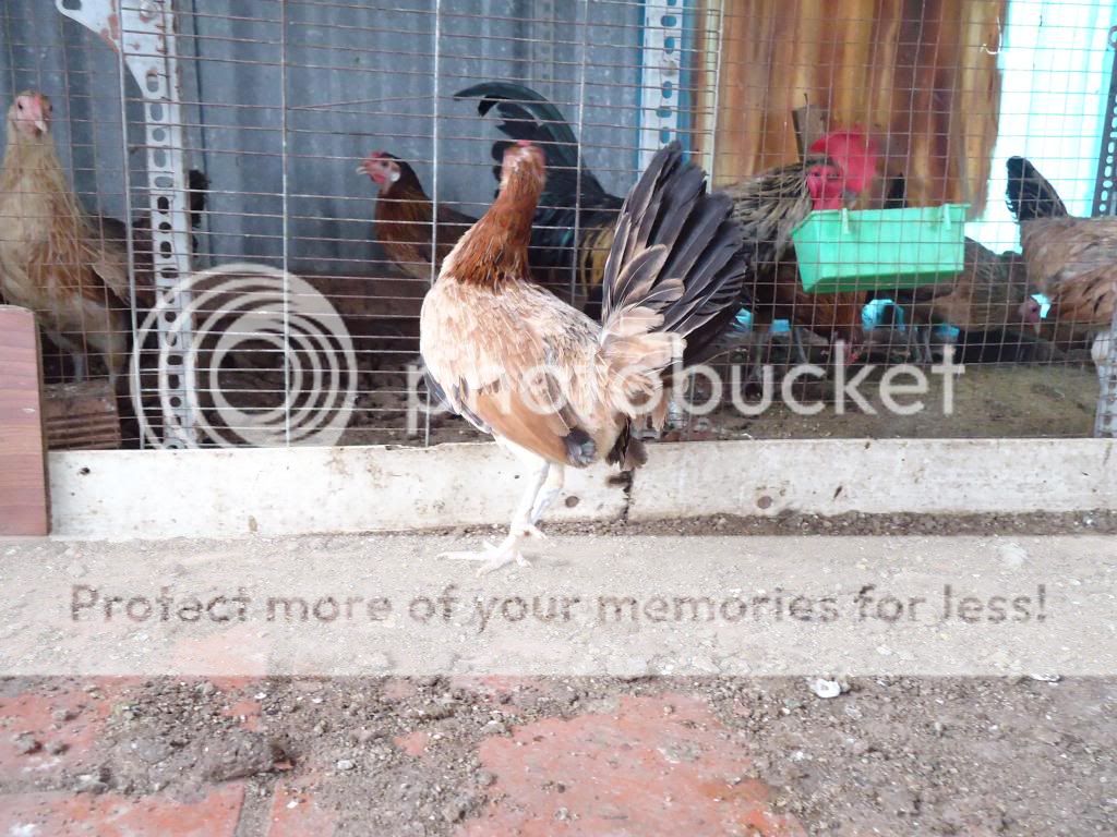 Bình thạnh TPHCM chuyên bán gà tre mỹ,jap lai mỹ,Asil lai mỹ...(Dòng chuyên đá cựa) - 13