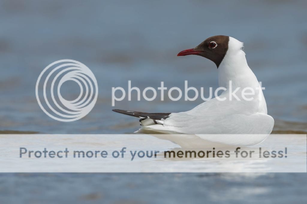 Black Headed Gull Black Headed Gull