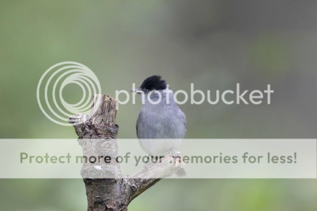 Blackcap Blackcap