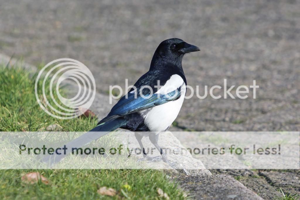 Magpie Magpie